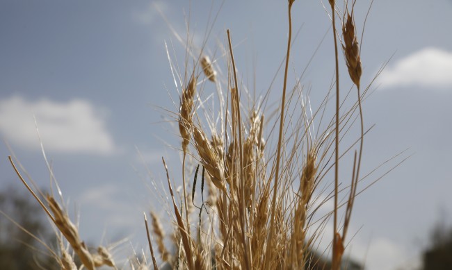 Русия ограничава доставките на зърно от Украйна