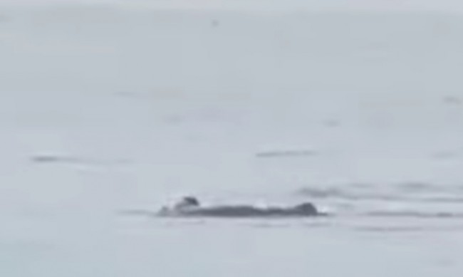 Акула уби руснак в Червено море, камера засне трагедията