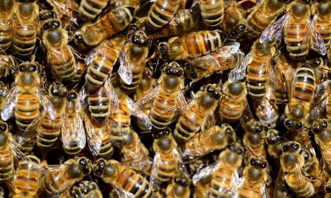 Пет милиона пчели изпаднаха от камион на магистрала в Канада