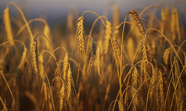 Русия е господар на световния пазар на пшеница