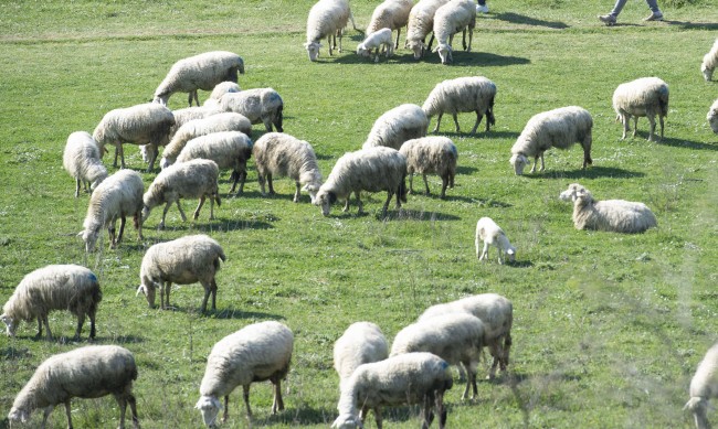 Стадо овце изядоха 100 кг канабис в Гърция
