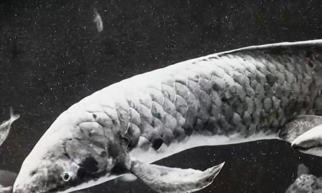  На 92 години: Това ли е най-старата риба в аквариум?
