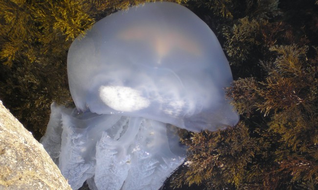 Парадокс: Медузите нямат мозък, учат с очите си