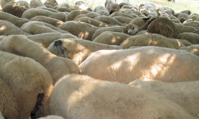Шофьор е обвинен в жестоко убийство на стадо овце