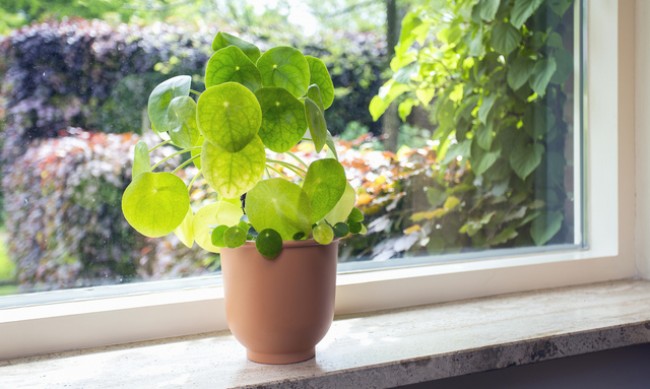 6 растения за късмет в дома