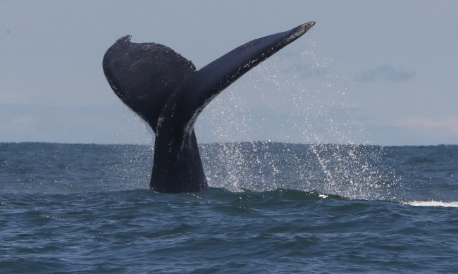 Мъж загина след сблъсък на лодката му с кит край Австралия