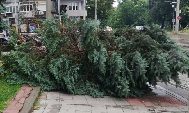 Заради валежите: 8 сигнала към аварийните екипи в София