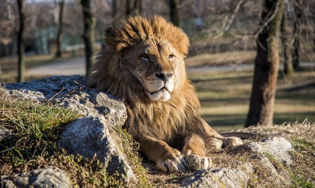 Лъв избяга от цирк в Италия, обикалял с часове по улиците 