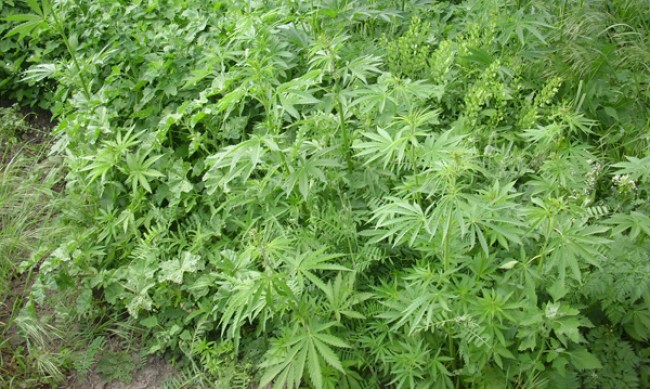 Полицията разкри оранжерия за марихуана във Варна