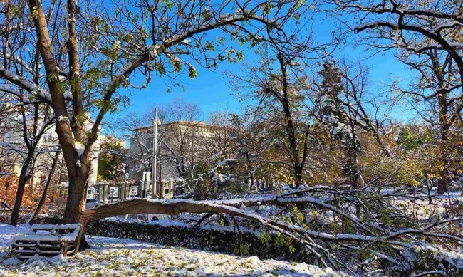 385 тона клони са извозени след снеговалежа в София