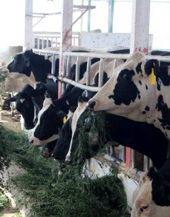 Във Франция: Кравите да мучат, петлите да кукуригат...