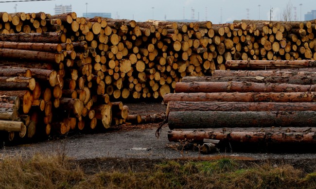 WWF: Над една четвърт от дърводобива в България е извън закона