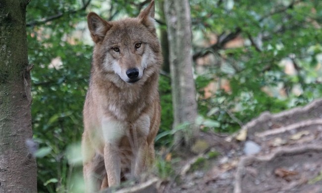 Учени проследиха най-дългия преход на вълк в Европа - 1240 км 