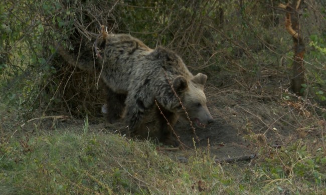 В Смолян тръгват на лов за мечка стръвница