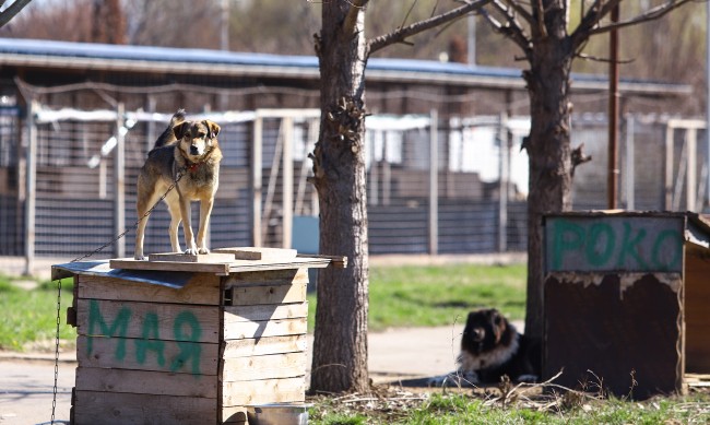 Някой трови кучета в Кранево, отрова пръсната и на детска площадка