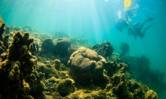 Нов тежък епизод на избелване на коралите по света
