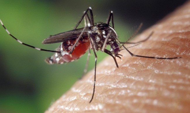 Нов тип мрежи за борбата срещу комарите в Африка