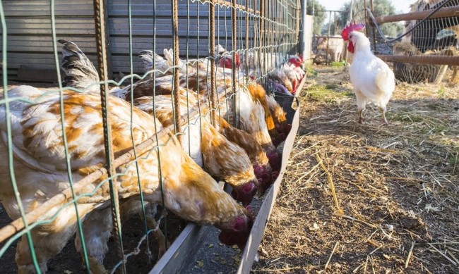 154 000 кокошки са с птичи грип в Асеновград