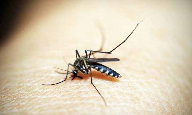Ще бъдем изложени на риск от болести, пренасяни от комари