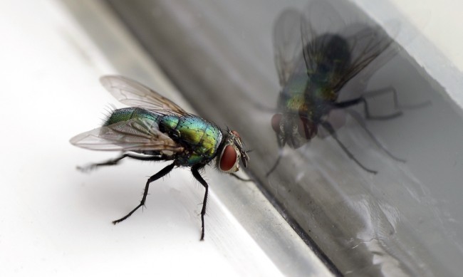 5 трика за прогонване на мухи от дома