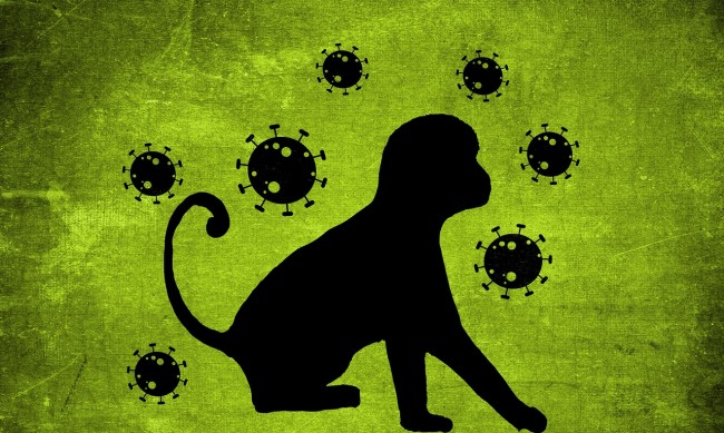 В Конго откриха нова форма на маймуска шарка