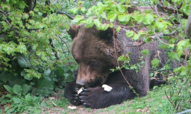 Паркът в Белица скърби, на 33 г. почина мечокът Чарли 