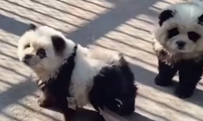 В китайски зоопарк: Нямат панди, боядисват кучета "чау чау"