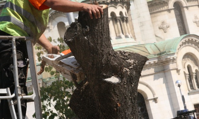Премахват сухи и опасни дървета около храма "Св. Ал. Невски"