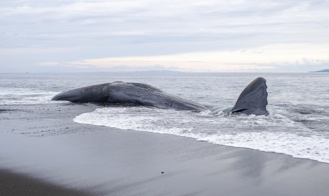 Китовете се завърнаха край аржентинските брегове след дълго отсъствие