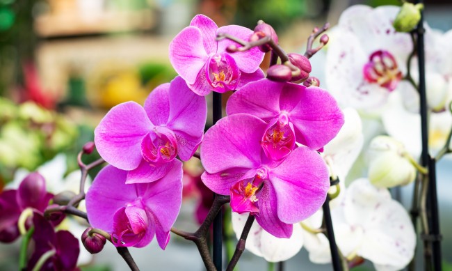 5 начина да накарате орхидеята да цъфти