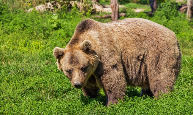 Изпращат в резерват в Германия мечка, убила планинар в Италия 