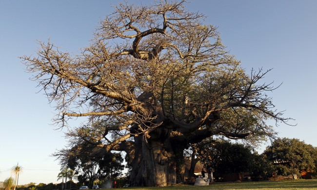 Проучване разкрива историята и океанските пътешествия на дървото баобаб