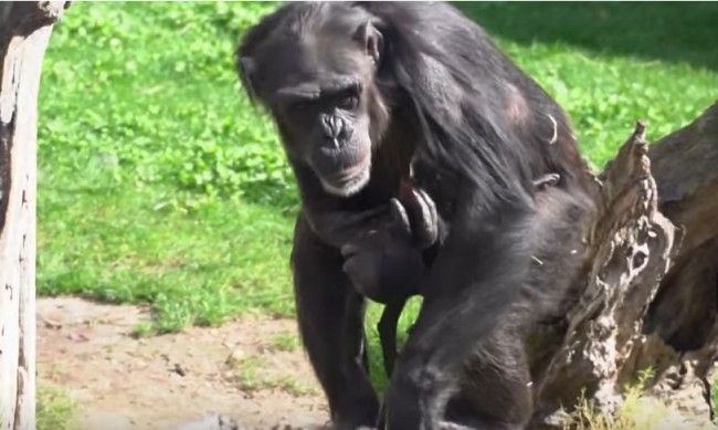 Скърбящо шимпанзе не може да се раздели с мъртвото си бебе в зоопарк