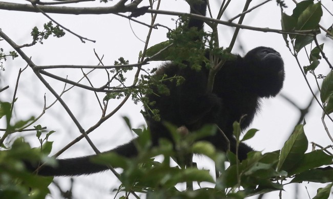 Нечувана жега: Маймуни падат мъртви от дърветата от горещините в Мексико