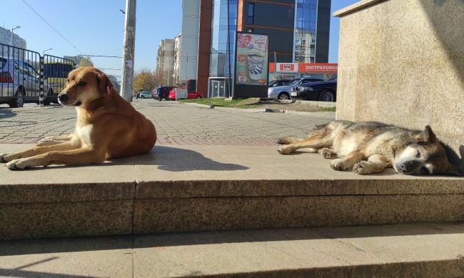 Две години затвор за убийството на куче в Солун