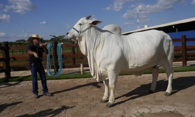 Колко струва Виатина, най-скъпата крава в света?