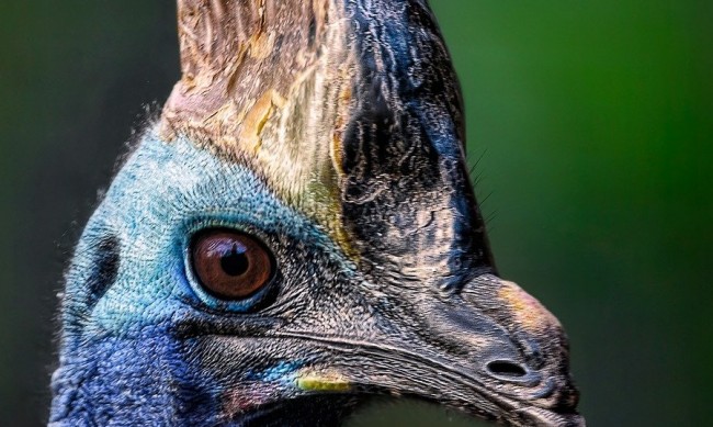 Страховита птица “динозавър” е застрашена от изчезване