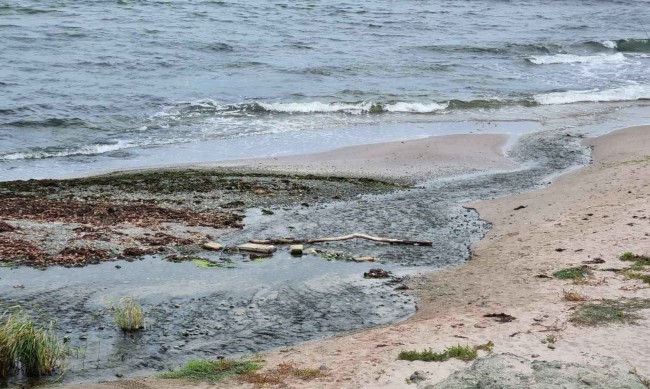 Токсични водорасли са открити по бреговете на Черно море в Румъния