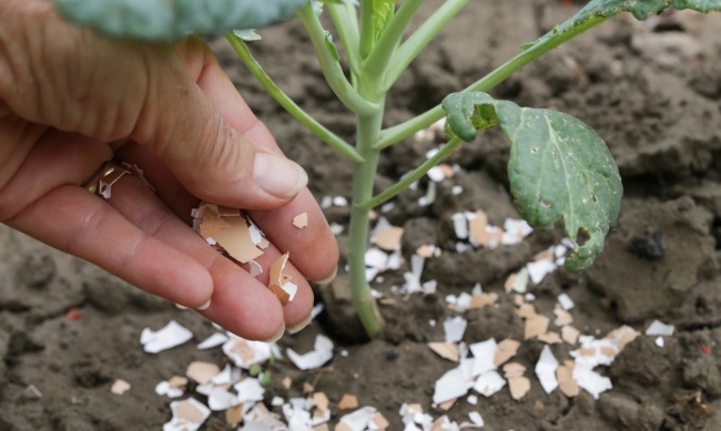 Подхранване на почвата с черупки от яйца
