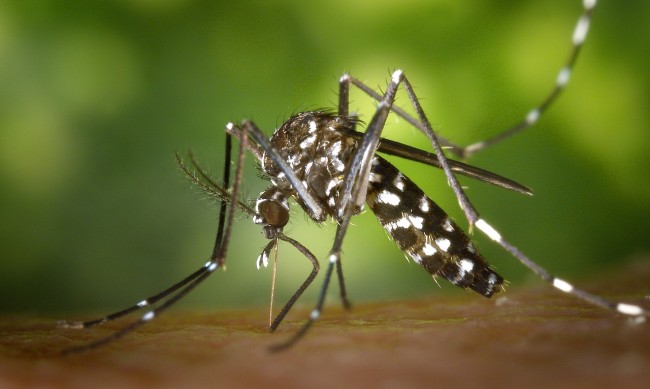 Нашествие от тигрови комари в Европа