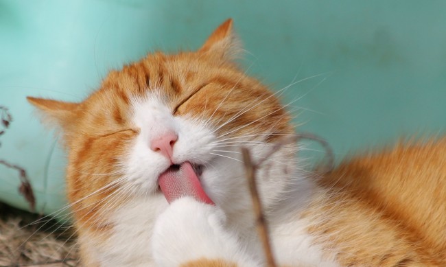 В Япония котките ще получават здравна помощ чрез ИИ