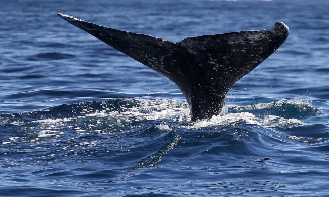 Сиви китове в Тихия океан се смаляват заради климата