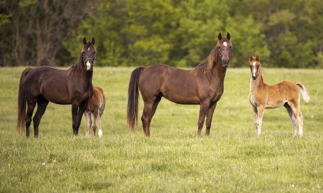 Около 70 коня са загинали при пожар в конезавод във Франция