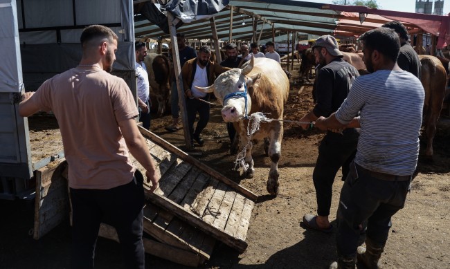 16 000 месари с наранявания в Турция в първия ден на Курбан байрама