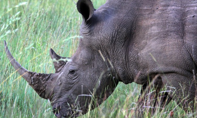 Поставят радиоактивни материали в рогата на носорози в ЮАР