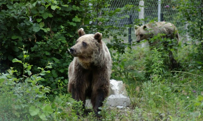Паркът за мечки край Белица отваря врати за посетители