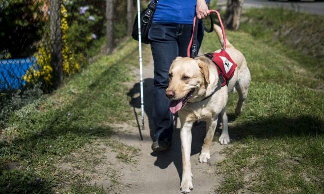 Роботизирано куче водач ще помага на хората с увредено зрение
