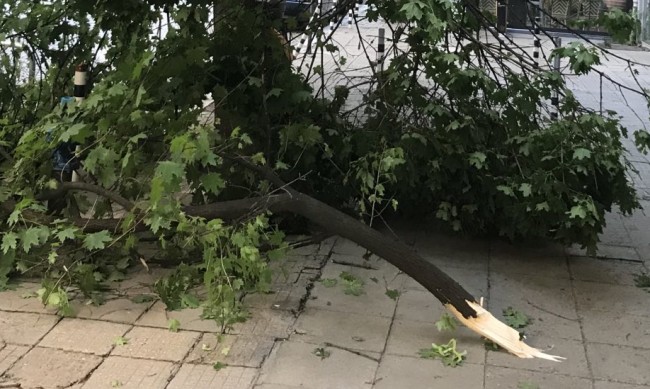 Огромно дърво смаза кола в бурята в Пловдив