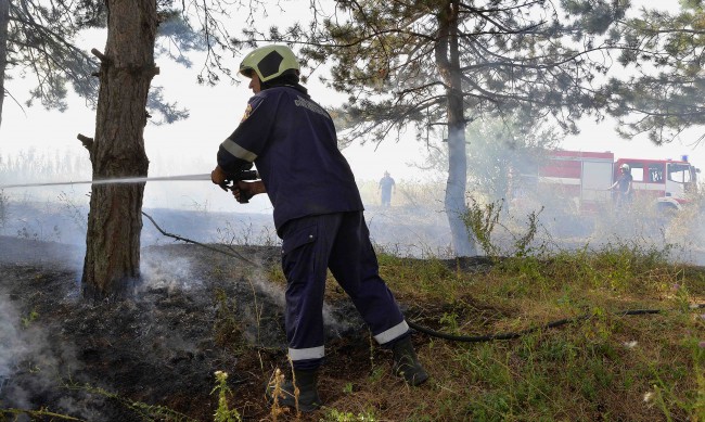 Пожар гори в иглолистни гори край Стрелча