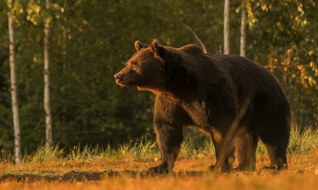 Парламентът в Румъния реши: Ще бъдат убити около 1000 мечки 
